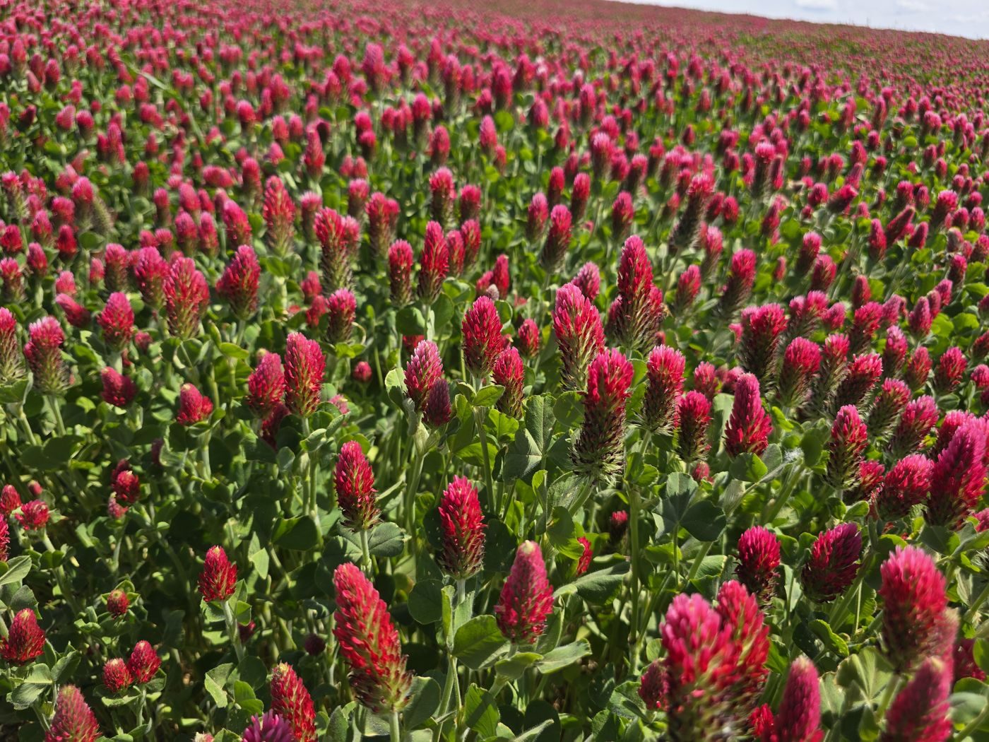 Blühendes Inkarnatklee-Feld