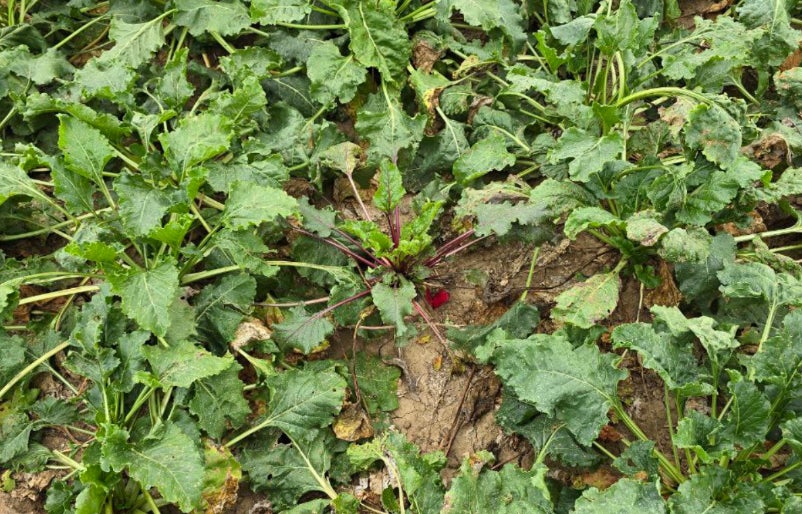 No-till cukorrépa-állomány, köztük egy tő cékla