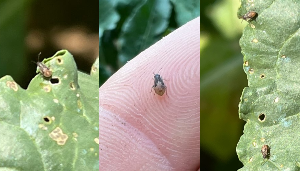 Déli fényes bodobács (Nysius cymoides) levélen és ujjbegyen, három közeli felvétel