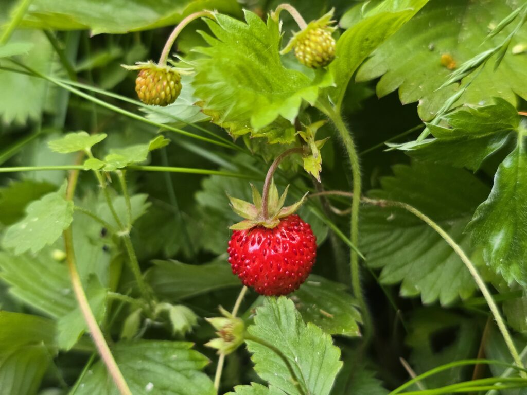 Erdei szamóca (Fragaria vesca) termése