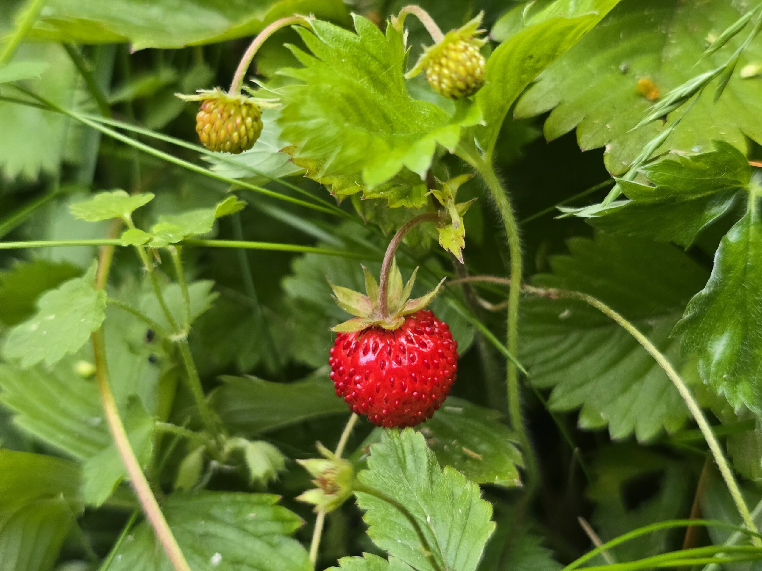 Erdei szamóca (Fragaria vesca) termése