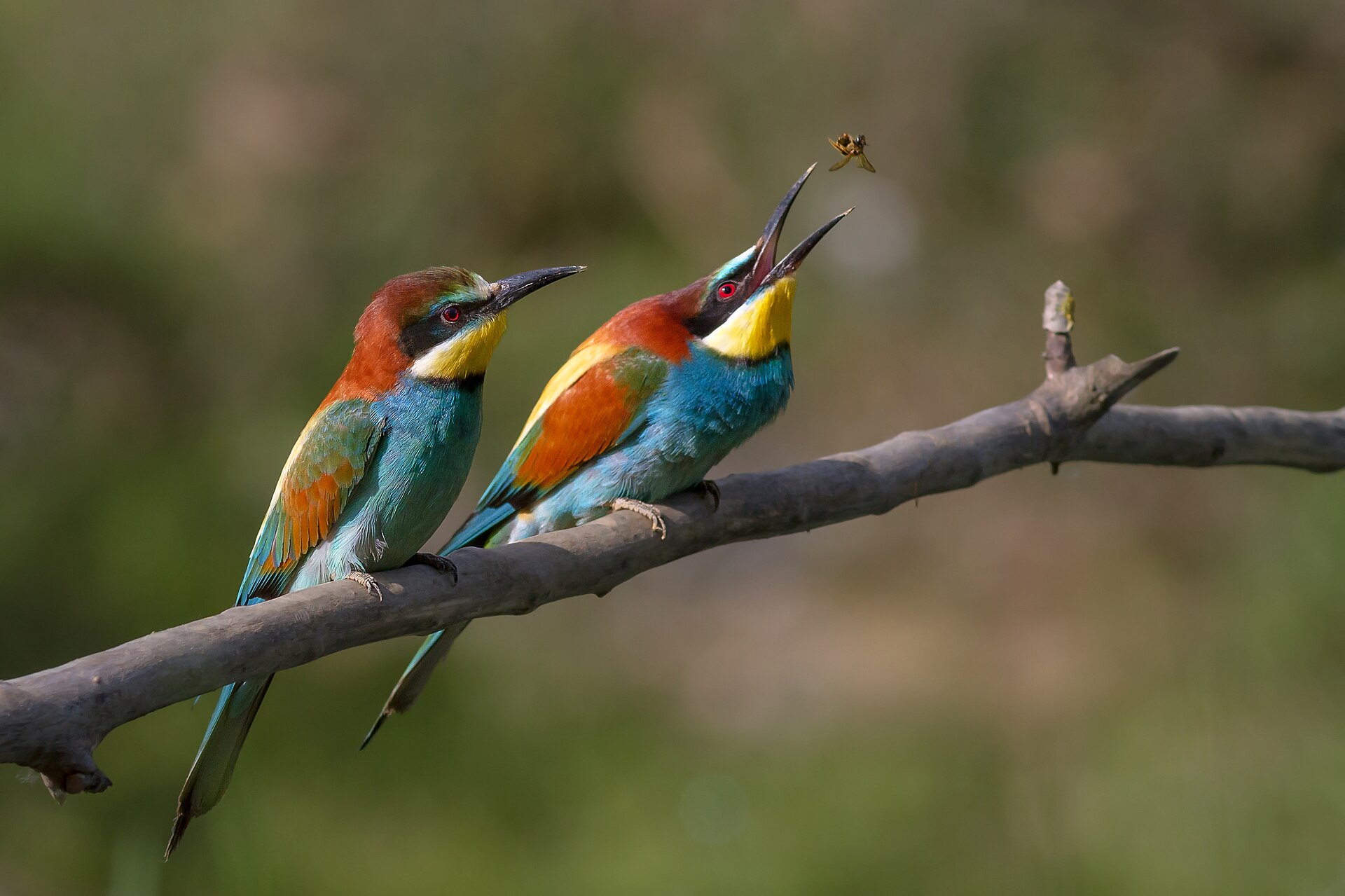 Gyurgyalagok (Merops apiaster) egy ágon
