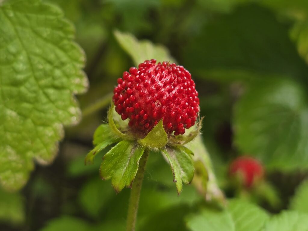Indiai szamóca (Potentilla indica) termése