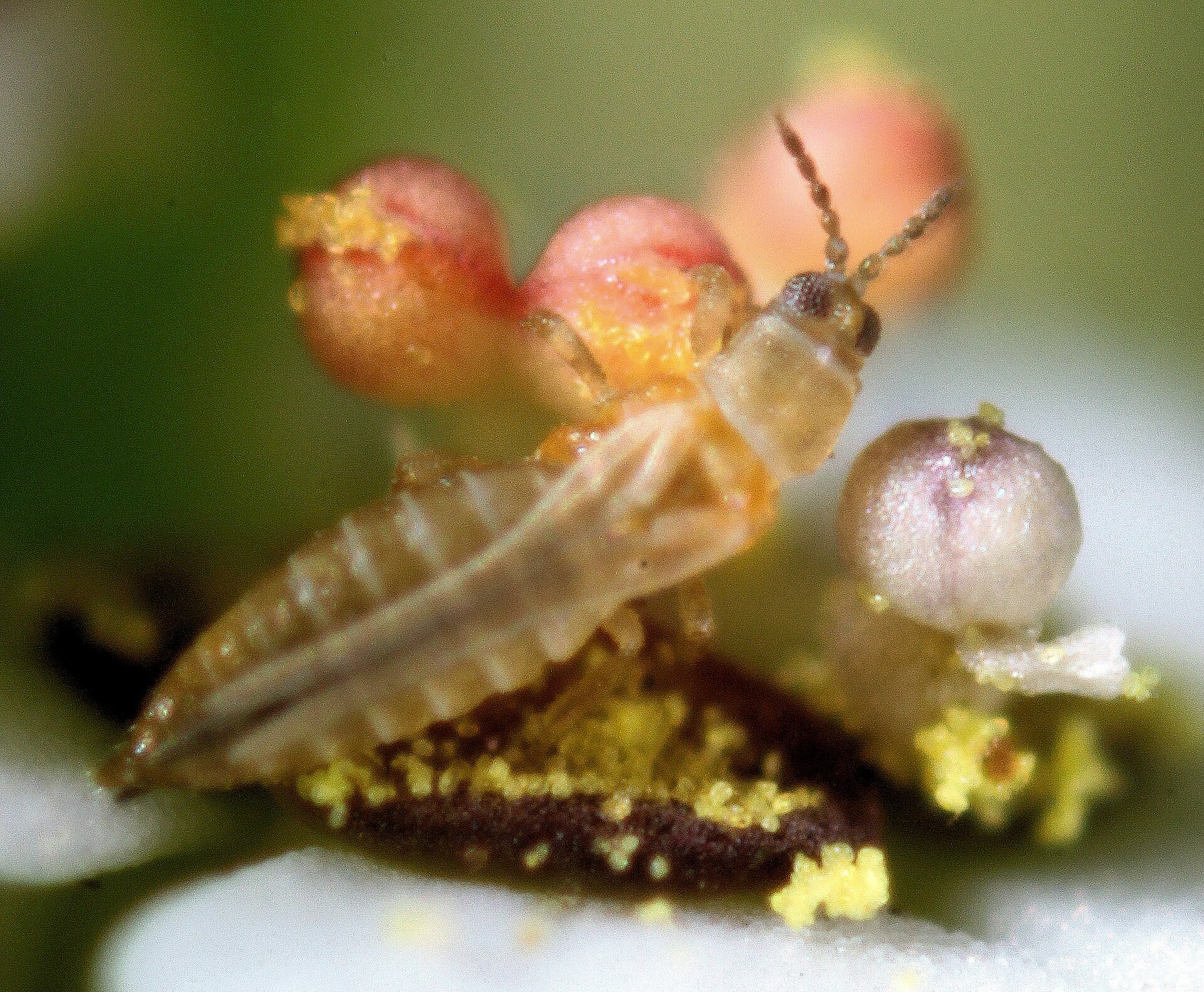 Nyugati virágtripsz (Frankliniella occidentalis)